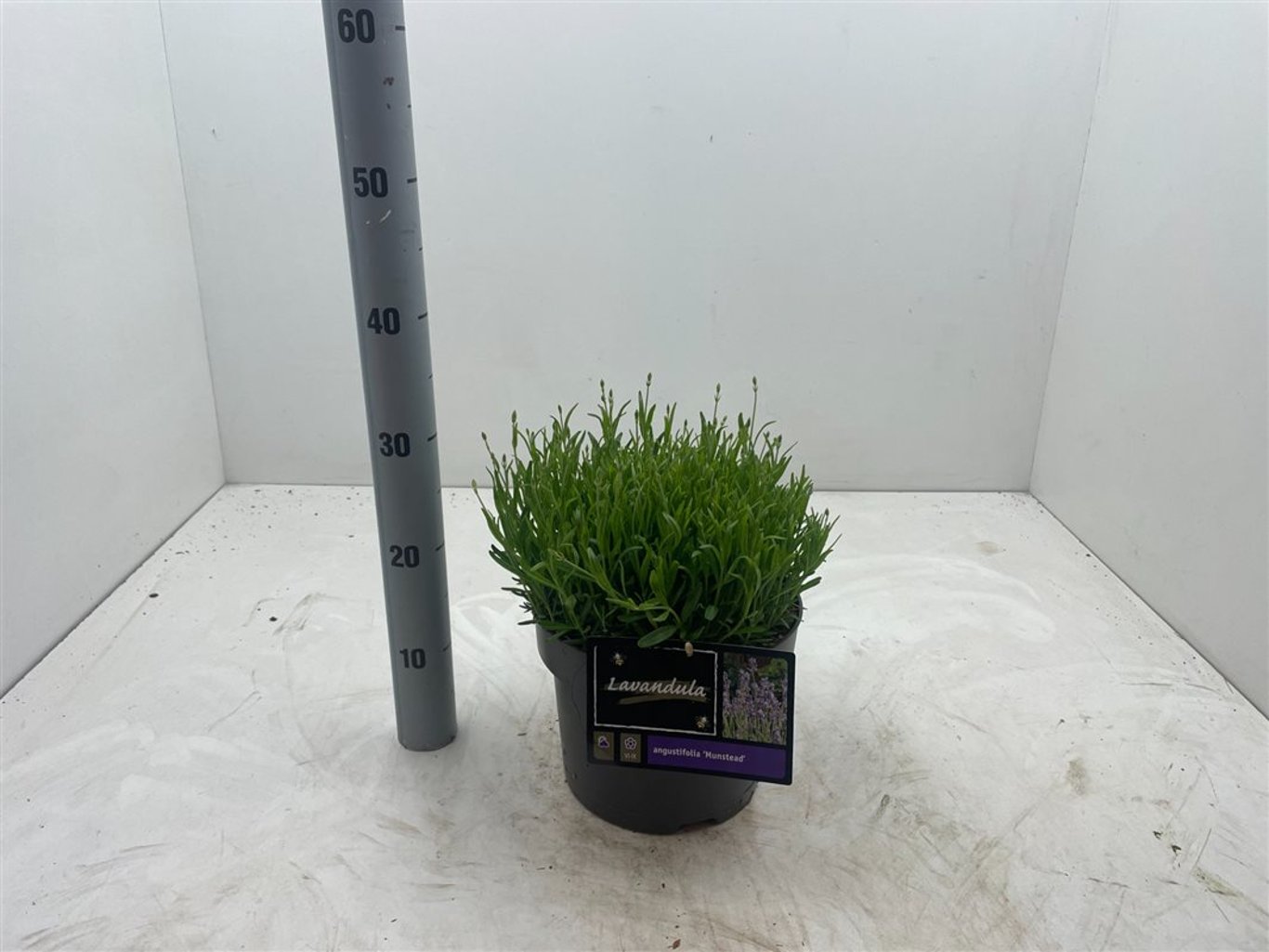 Lavandula ang. 'Munstead' - C5
